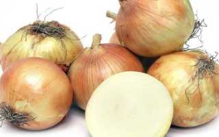 Особенности выращивания лука сорта Коррадо