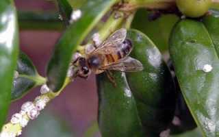 Падевый мёд (Описание. Состав. Применение. Противопоказания)