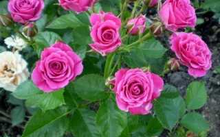 9 восхитительных сортов спрей-розы для средней полосы