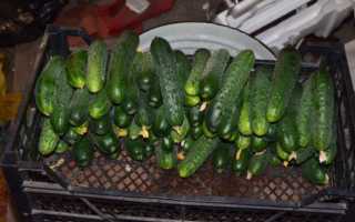 Огурец Паратунка f1: описание и характеристика, отзывы