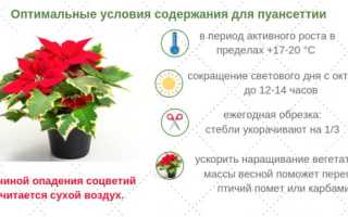 Пуансетия: уход в домашних условиях, как обрезать?