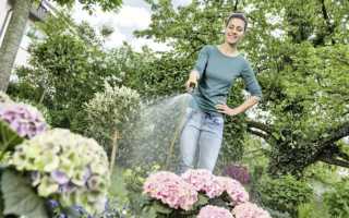 Гортензия мэджикал кэндл (magical candle): описание, посадка и уход, фото, отзывы