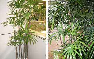 Уход в домашних условиях рапис