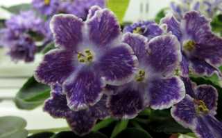 Фиалка DS-Изюм (24 фото): описание сорта, особенности выращивания