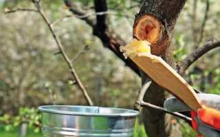 Садовый вар. Описание, особенности, состав, как приготовить и как применять