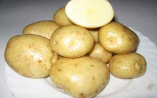 Картофель Тимо Ханккиян: описание и характеристика сорта, правила выращивания