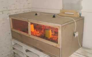 Как самостоятельно сделать уютный брудер для перепелов