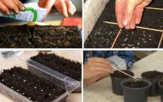 Посадка базилика рассадой: расчет благоприятных дней на 2020 год по луне