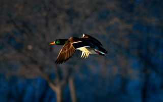 Охота на уток. Большое разнообразие способов охоты