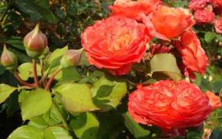 Роза эмильен гийо: фото