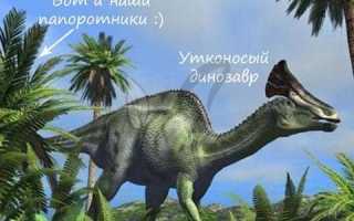 Секреты размножения папоротников дома