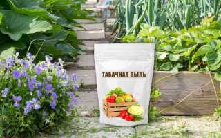 Табачная пыль: зачем она нужна в саду и огороде? Адская смесь от вредителей и болезней
