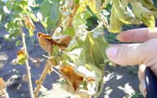 Обрезка крыжовника: как правильно формировать куст