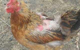 Как вывести вшей у кур