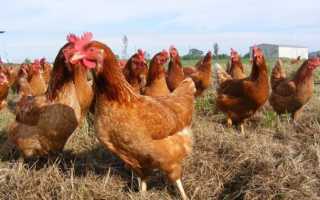 Куры Хайсекс Браун и их разведение