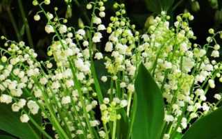 Опасные и ядовитые растения: фото с названиями и описаниями. Что делать в случае, если съел ядовитое растение