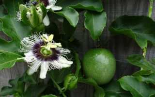 Какие фрукты можно вырастить в квартире и как это сделать