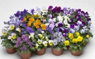 Анютины глазки: 10 видов, описание процесса выращивания из семян в открытом грунте и рассады домашних условиях, использование цветов (60+ Фото & Видео) +Отзывы