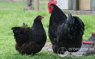 Породы кур-несушек: самые лучшие и популярные для домашнего разведения