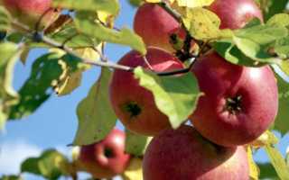 Яблоня Белорусское сладкое: характеристики сорта и 10 рекомендаций по правильному выращиванию