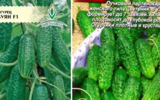 Огурец Буян f1: описание, фото, отзывы