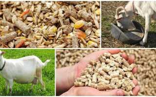 Этапы кормления беременной козы перед окотом: составляем правильный рацион