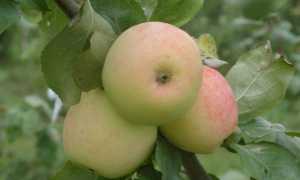 Иммунная к парше яблоня Московское зимнее