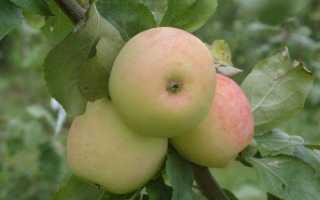 Иммунная к парше яблоня Московское зимнее