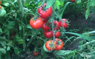 Характеристика среднераннего сорта томатов Титаник и правила выращивания растения