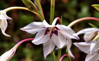 Посадка и уход за ацидантерой в открытом грунте: сорта, фото