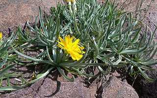 Описание сортов черной моркови и что это за культура, особенности выращивания