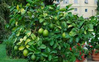 Похудение В Домашних Условиях. Сколько можно выдавить лимонного сока из лимонов