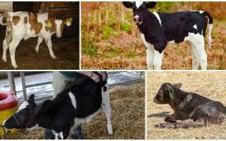 Симптомы и лечение колик у коровы