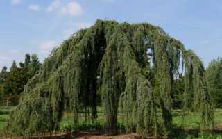 Лиственница Пендула (Pendula): описание, посадка и уход, фото