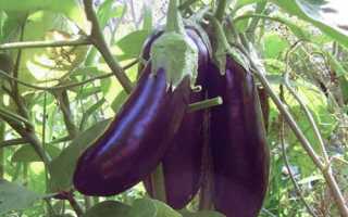 Баклажан Алмаз: отзывы, фото, урожайность