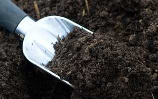 Слива Ренклод: описание, выращивание и уход. Слива Ренклод Альтана