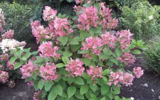 Гортензия Даймонд Руж: особенности вида и правила ухода