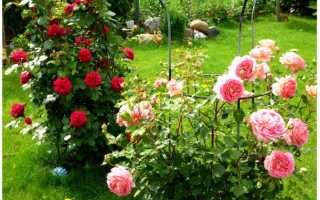 Надо ли укрывать парковые розы на зиму