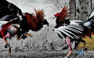 Как сушить бойцовую птицу перед боем