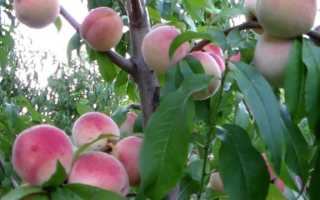 Особенности персика сорта Гринсборо