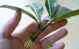 Уход за кодиеумом. Размножение Кодиеума пёстрого