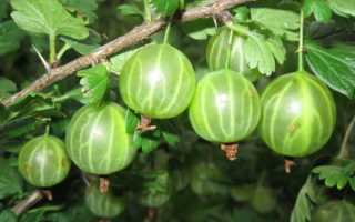 Крыжовник Малахит — описание сорта, фото и отзывы