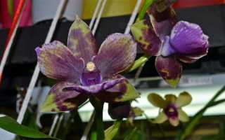 Разнообразная орхидея Зигопеталум: уход в домашних условиях, фото подвидов и особенности выращивания