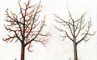 Как обрезать молодую яблоню осенью: руководство для начинающих