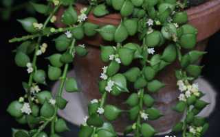 Виды растения Дисхидия и правильный уход за ним