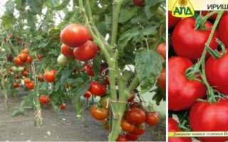 Томат Иришка F1: характеристика и описание сорта, отзывы, фото
