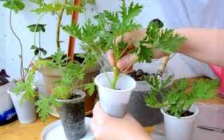 Пеларгония плющелистная: уход, пересадка герани плющевидной и размножение в домашних условиях