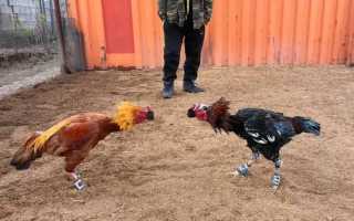 Бойцовая курица: породы, описание, особенности содержания, фото