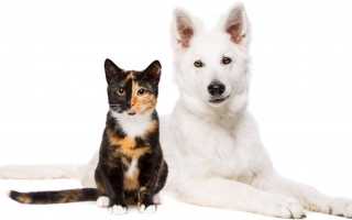 Голубая шиншилла: генетика сапфиров