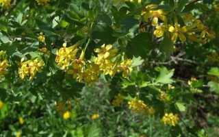 Метельчатая гортензия Сандей Фрайз: фото и описание, особенности выращивания